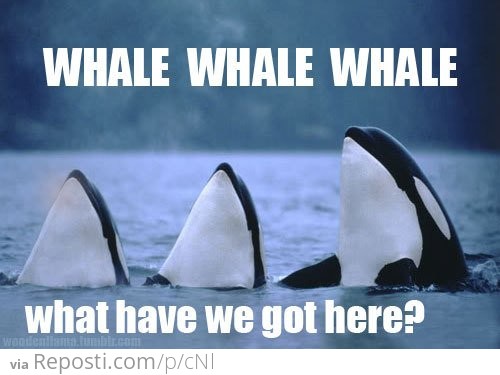 Whale whale whale