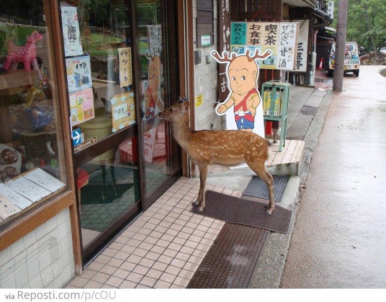 I went to Japan. A deer was waiting to go into a store