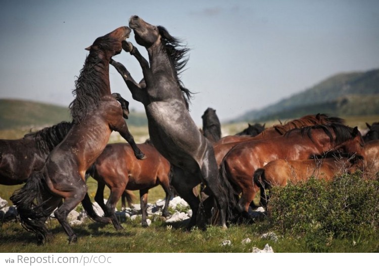 Horses Playing