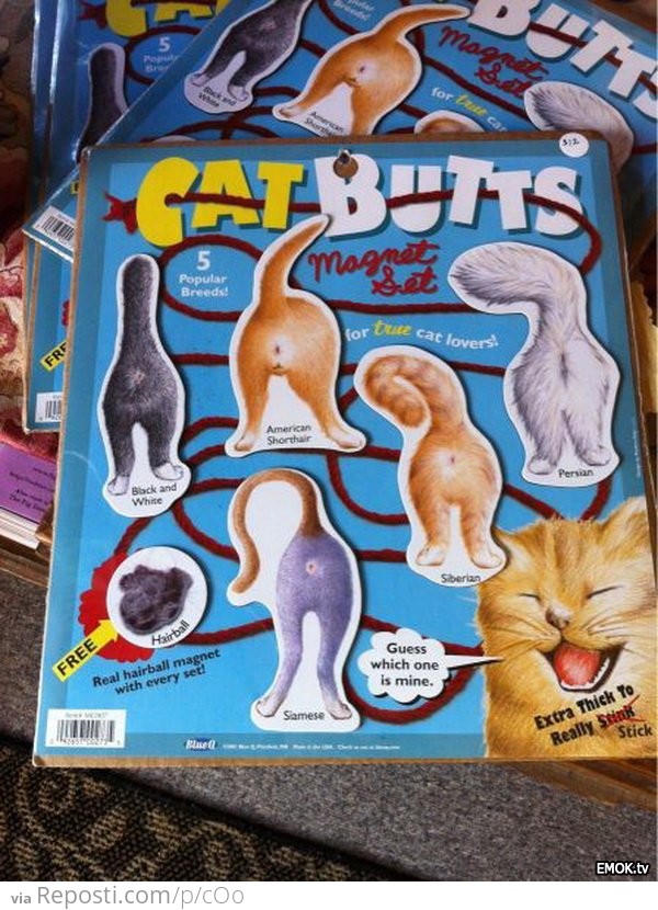 Just a book about Cat Butts