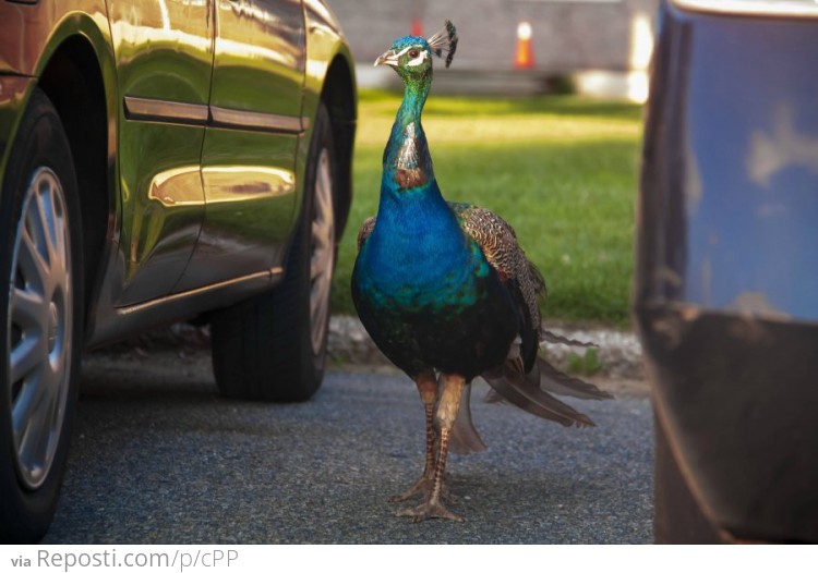 Somebody lost a Peacock in Queens