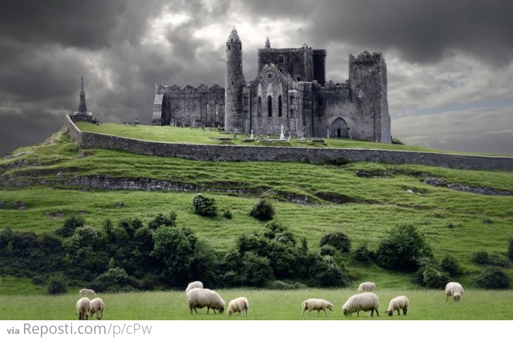 Sheep graze below the Rock of Cashel in South Tipperary, Ireland