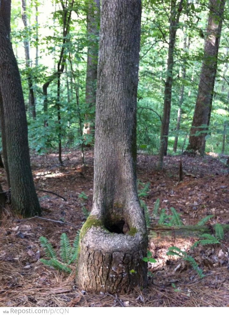 outdoor toilet