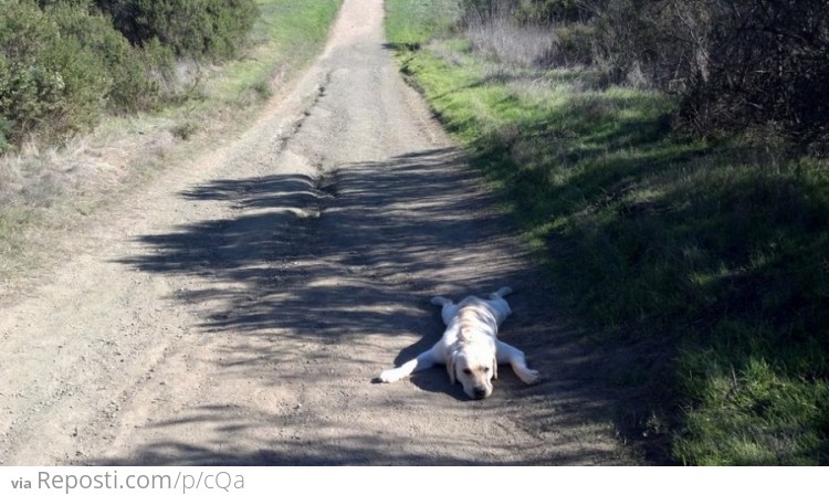 So I took my dog for a walk....
