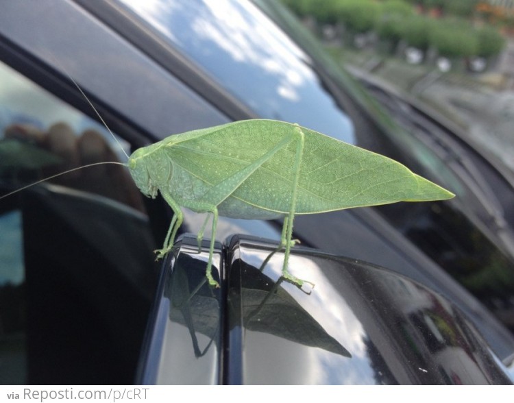 Found this guy hanging out on my side mirror while driving 60mph