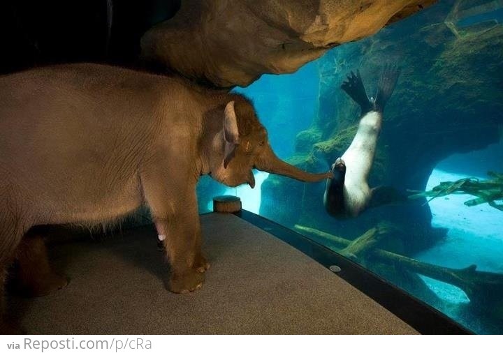 Chendra of the Oregon Zoo got to meet some of the other animals