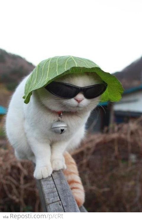 Lettuce Hat Cat