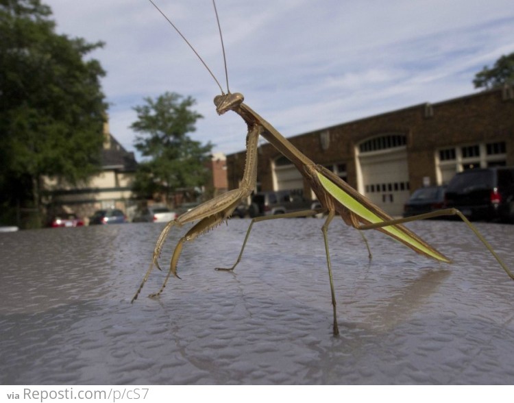 This dude was just chillin on my car this morning