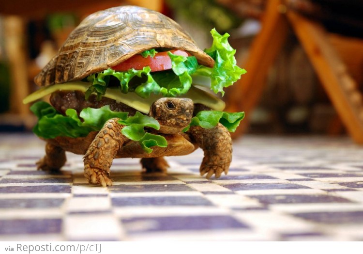 Turtle hamburger