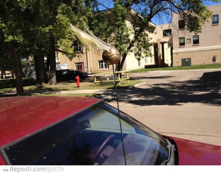 Saw this as an antenna on a car today