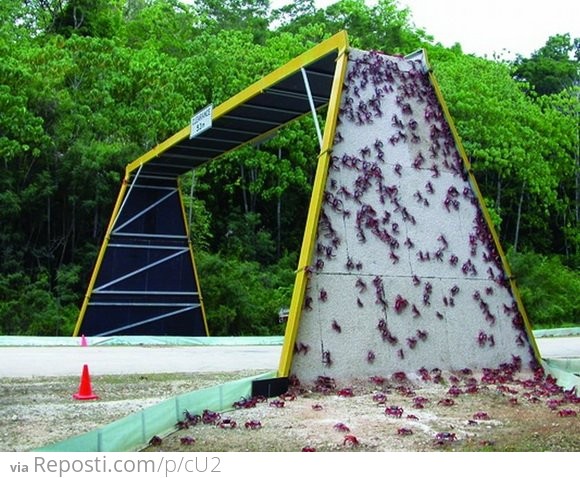 Unusual overpass for crabs.