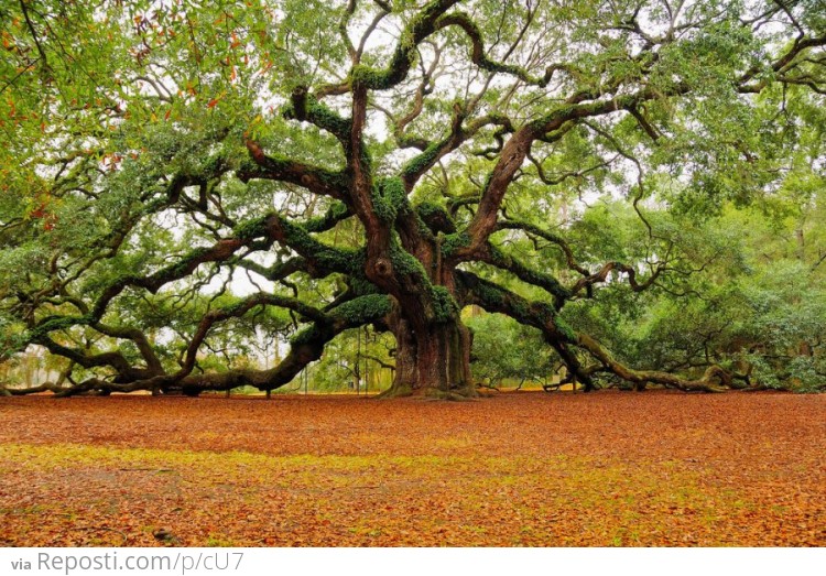 Angel Oak tree in South Carolina