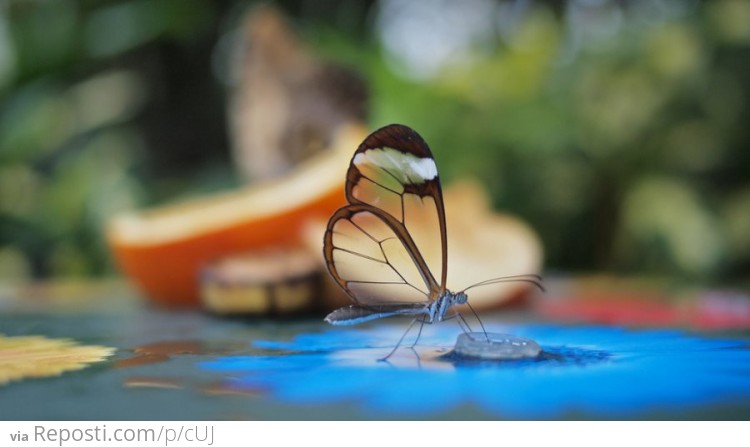 Translucent Glasswinged Butterfly