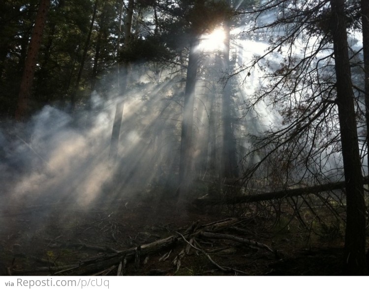 The sunlight through the burnt trees and ash