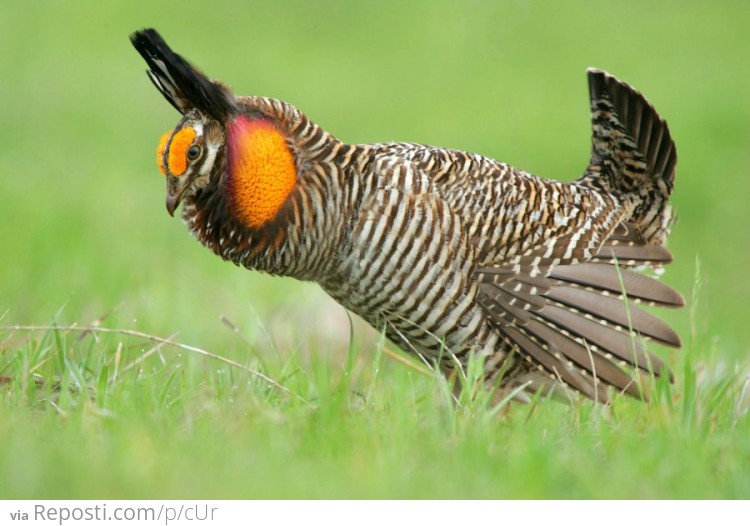 Attwater's prairie chicken