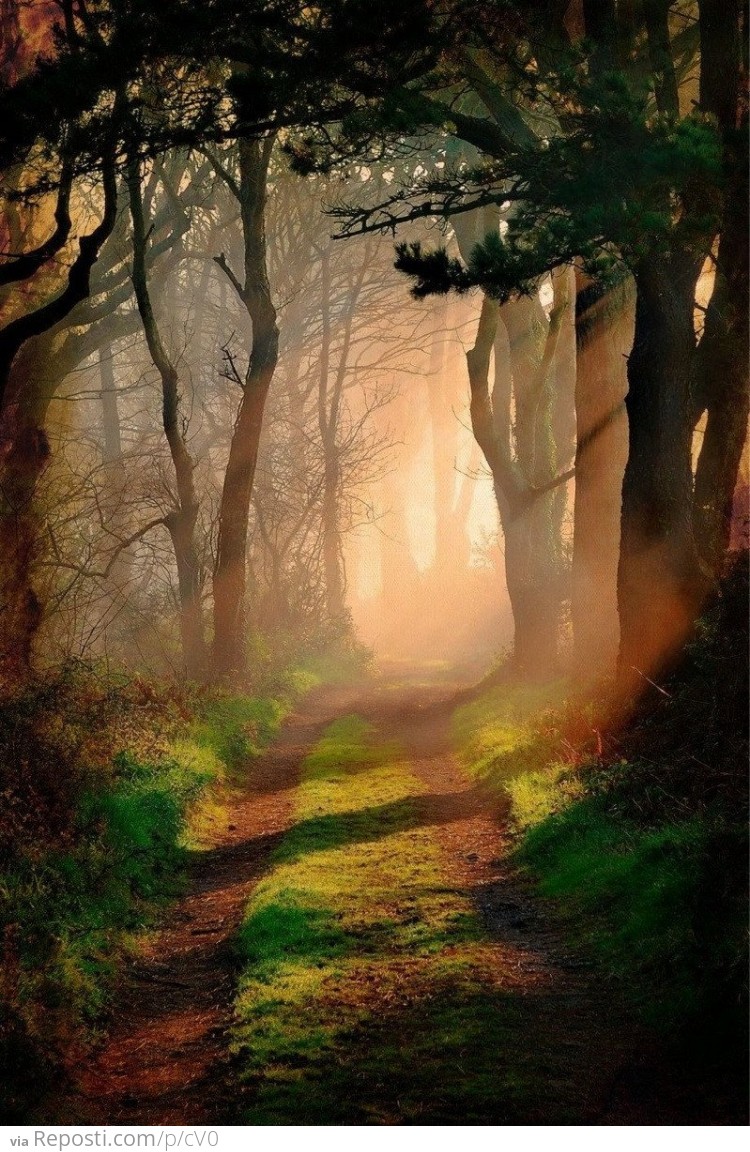 Picture of a trail at a dog park during a sunset