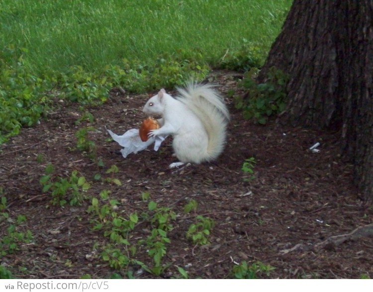 Albino Squirrel Eating a Cheeseburger