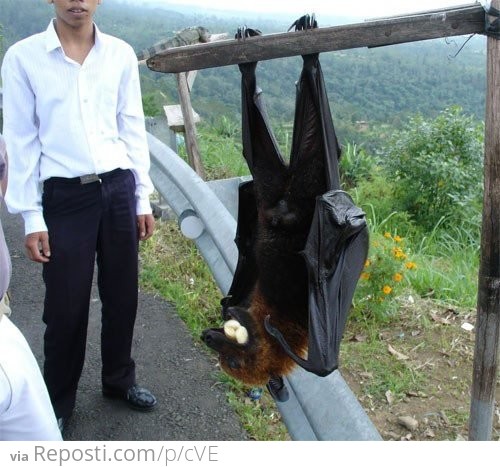 Largest bat on Earth - The Pemba Flying Fox