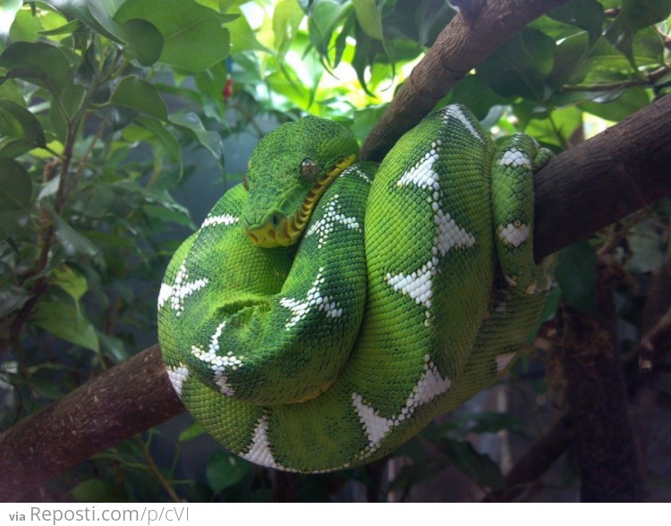 Emerald Boa, from the Shedd Aquarium in Chicago