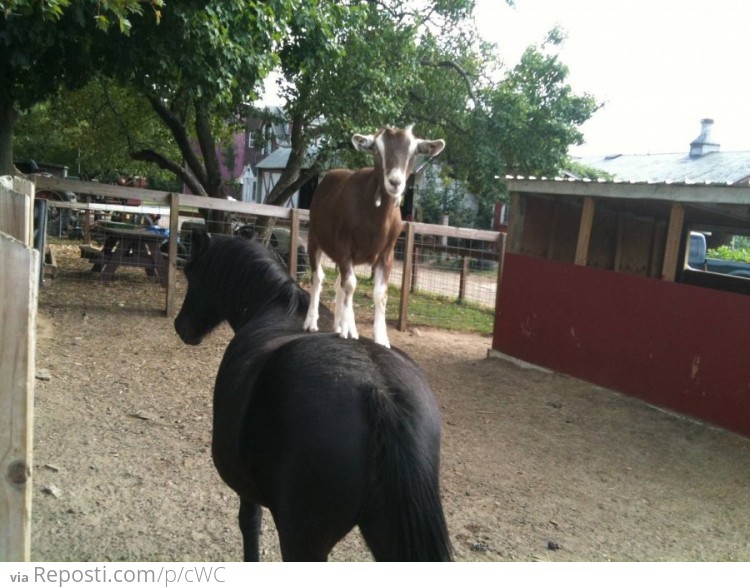 Goat, get down from there!