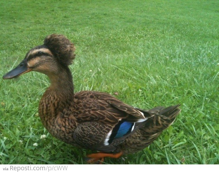 Afro duck