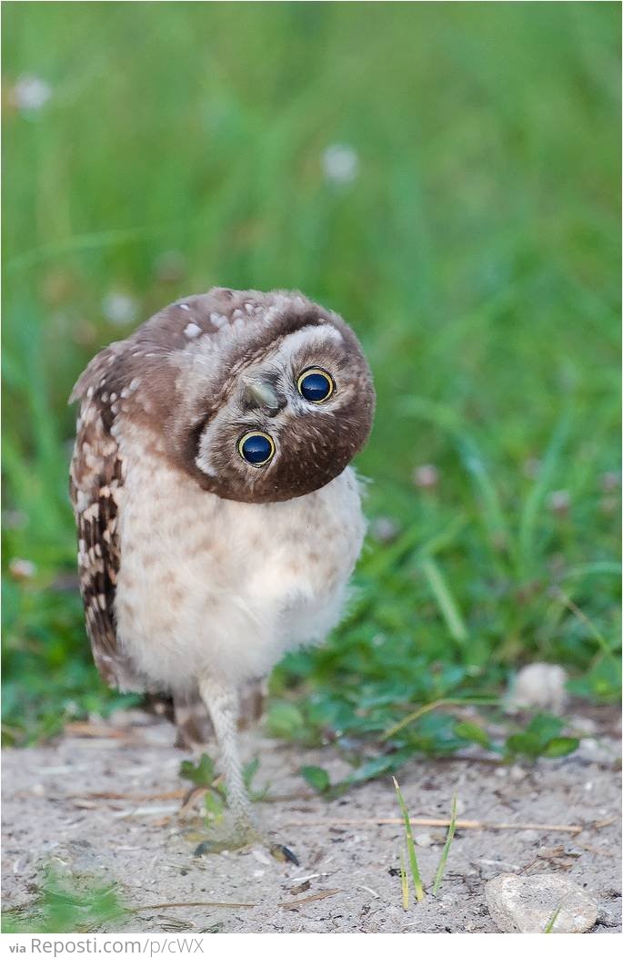 Burrowing owl doing what a burrowing owl does