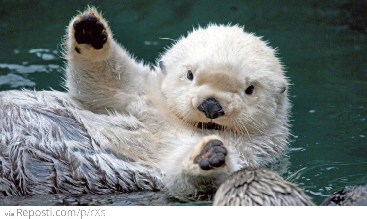 Otter hug