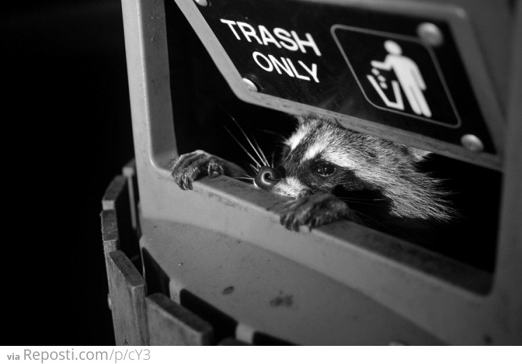 Who throws away a perfectly good raccoon? Seriously.