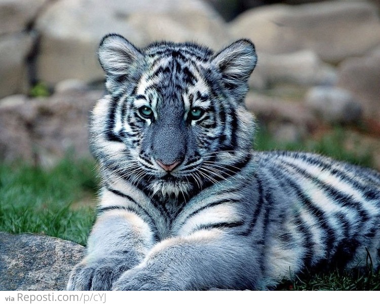 Blue Maltese Tiger