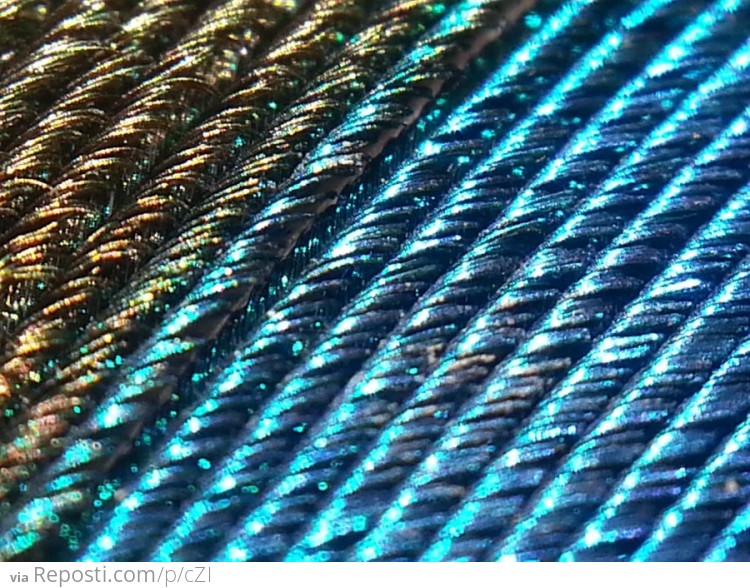 Peacock Feather Magnified