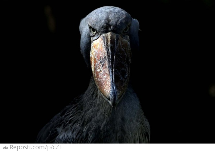 Shoebill - Ueno Zoo, Tokyo