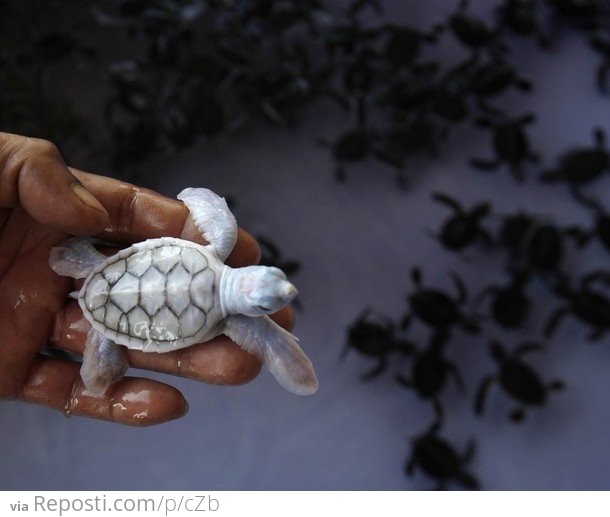 Albino Turtle