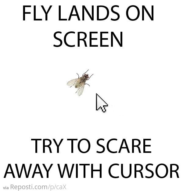 Scary fly