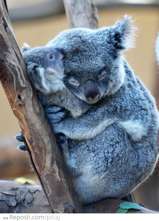 Koala Hug