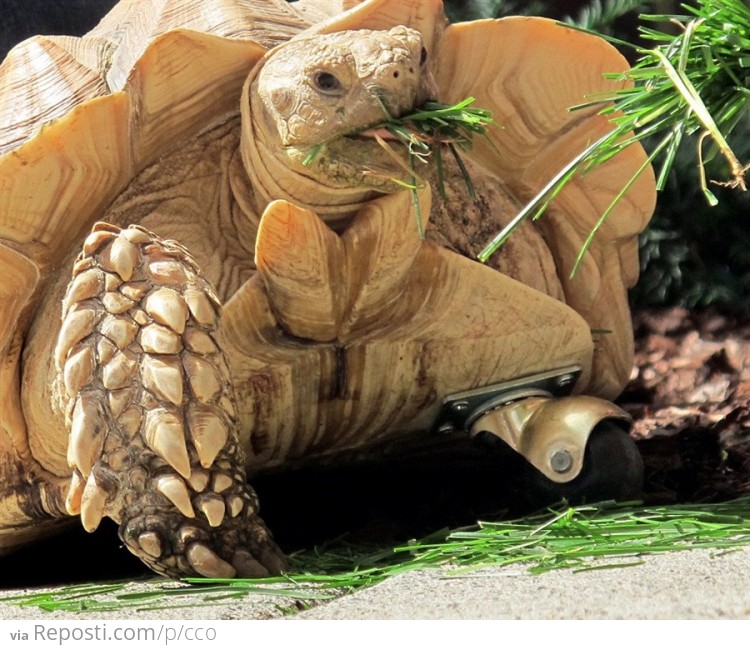 Tortoise Amputee