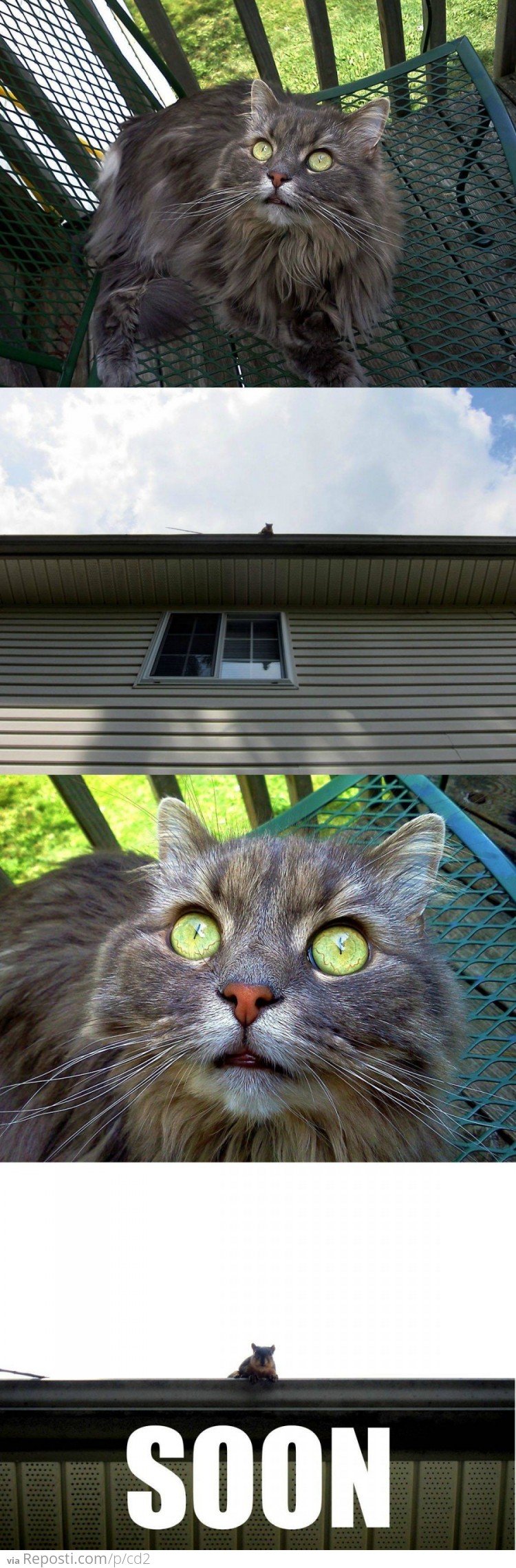 Cat Stare