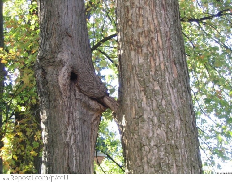 Scandalous Trees