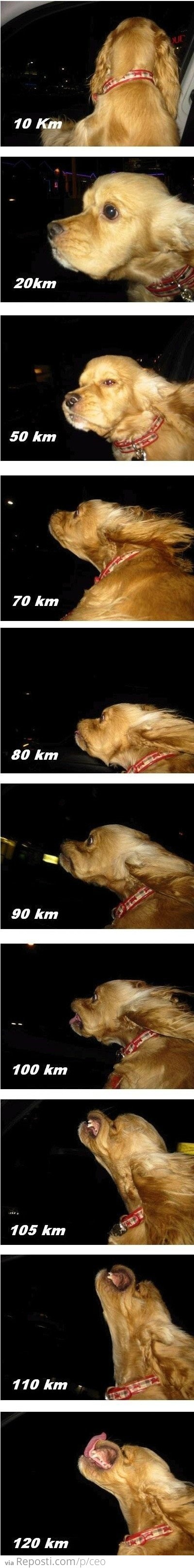 Dog Speeds