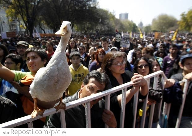 Protest Duck