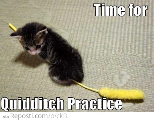 Quidditch Cat