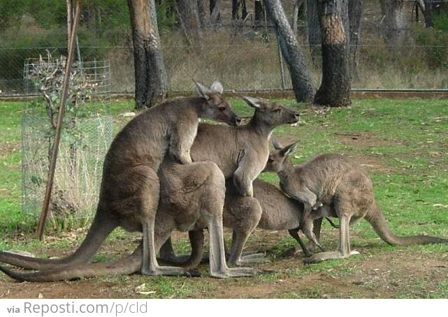 Kangaroos Are Kinky