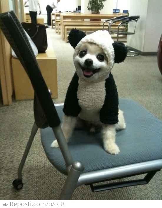 Panda Dog