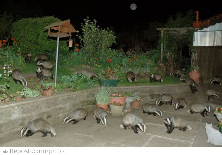 Suddenly, Badgers