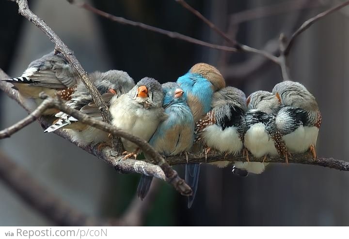 Cuddle Birds