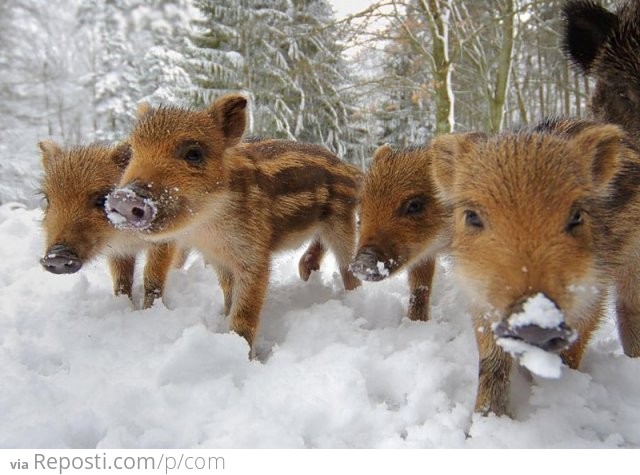 Wild Boars