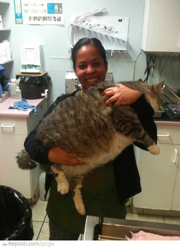 31lbs. Cat