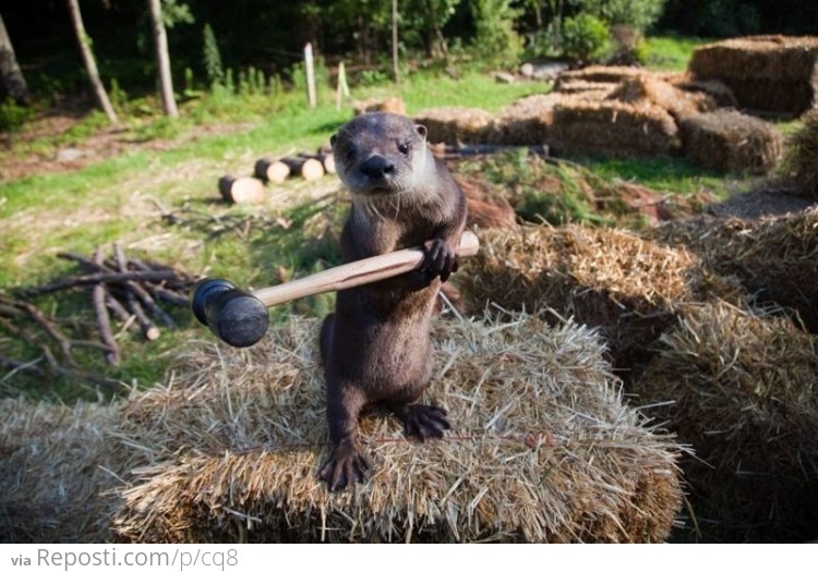 Otter + Hammer