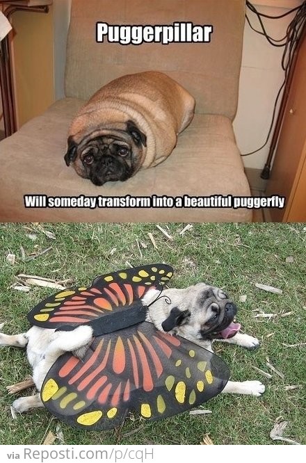 Puggerpillar