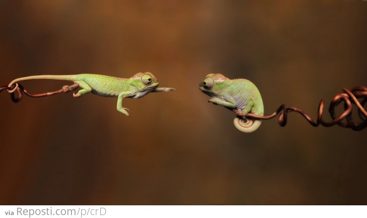 Baby Chameleons