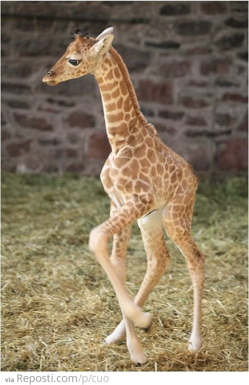 Baby Giraffe